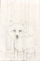 Wolf in the Woods